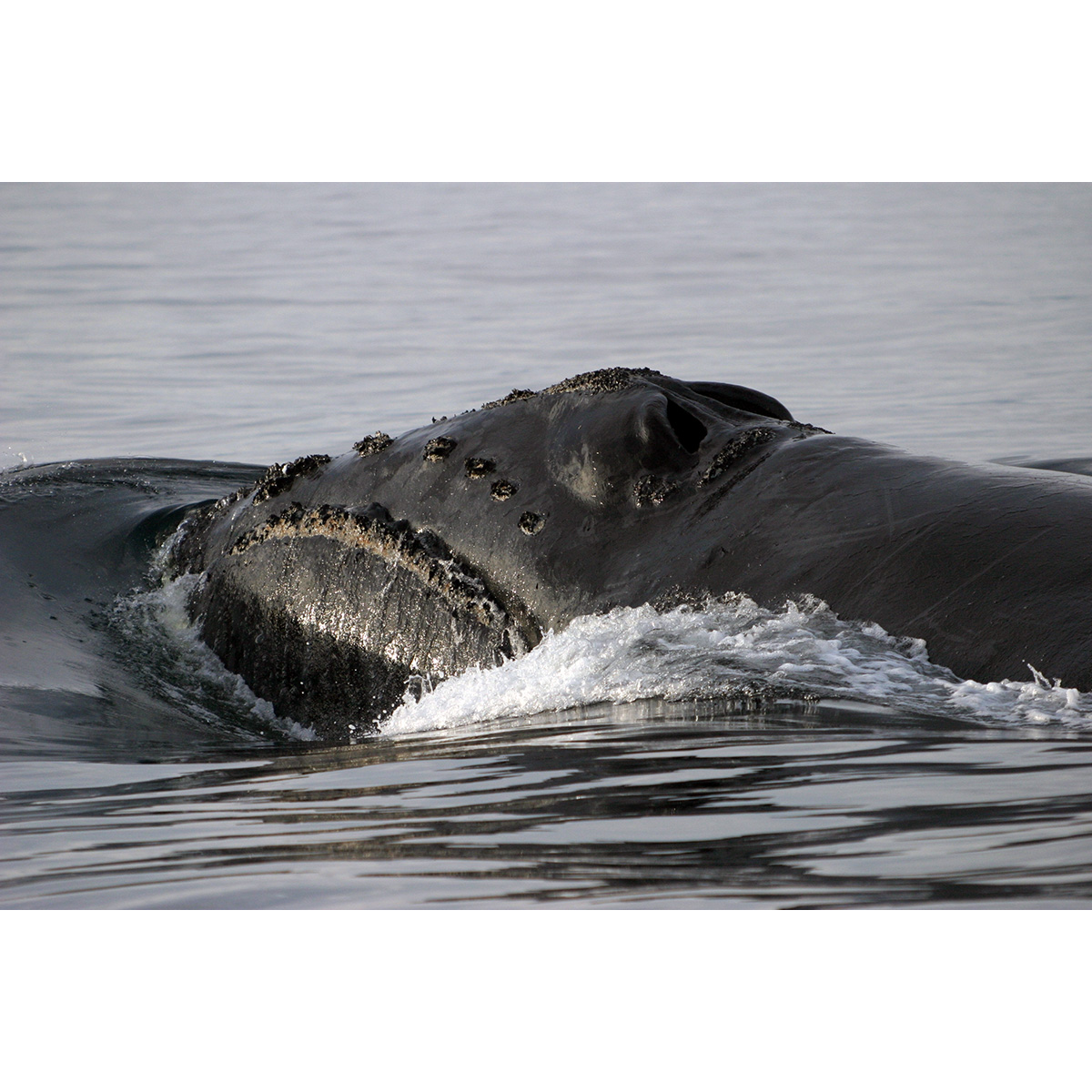 Японский кит (Eubalaena japonica) Фото №4