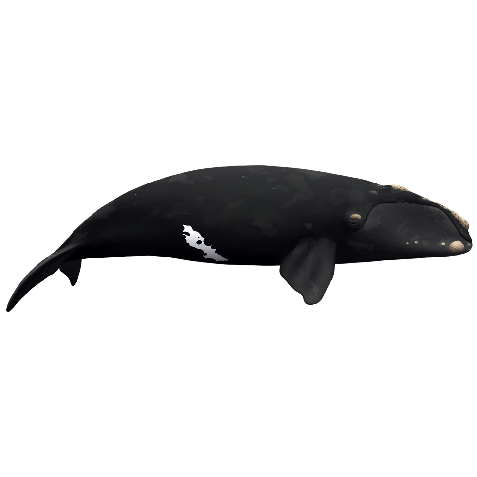 Японский кит (Eubalaena japonica) Фото №1
