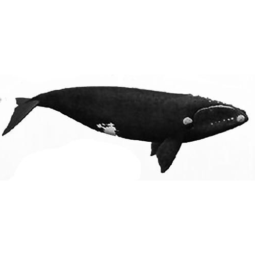 Род Южные киты  фото
