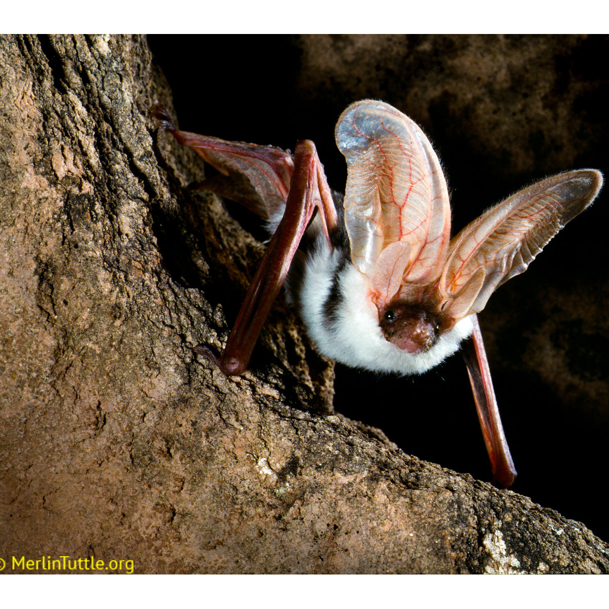 Пятнистый ушан (Euderma maculatum) Фото №3