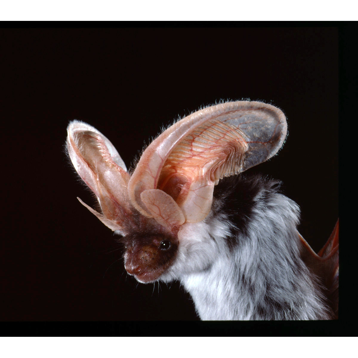 Пятнистый ушан (Euderma maculatum) Фото №9