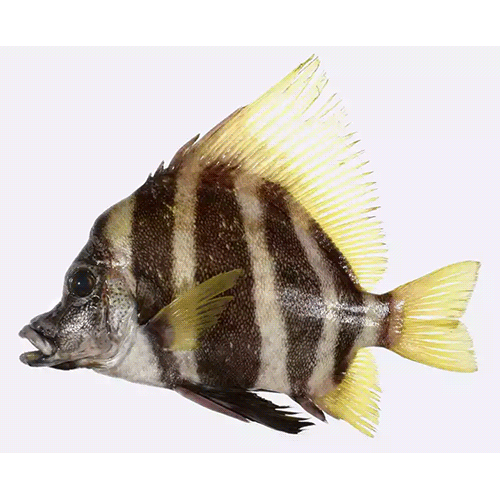 Род Парусные рыбы-кабаны / Эвистии фото