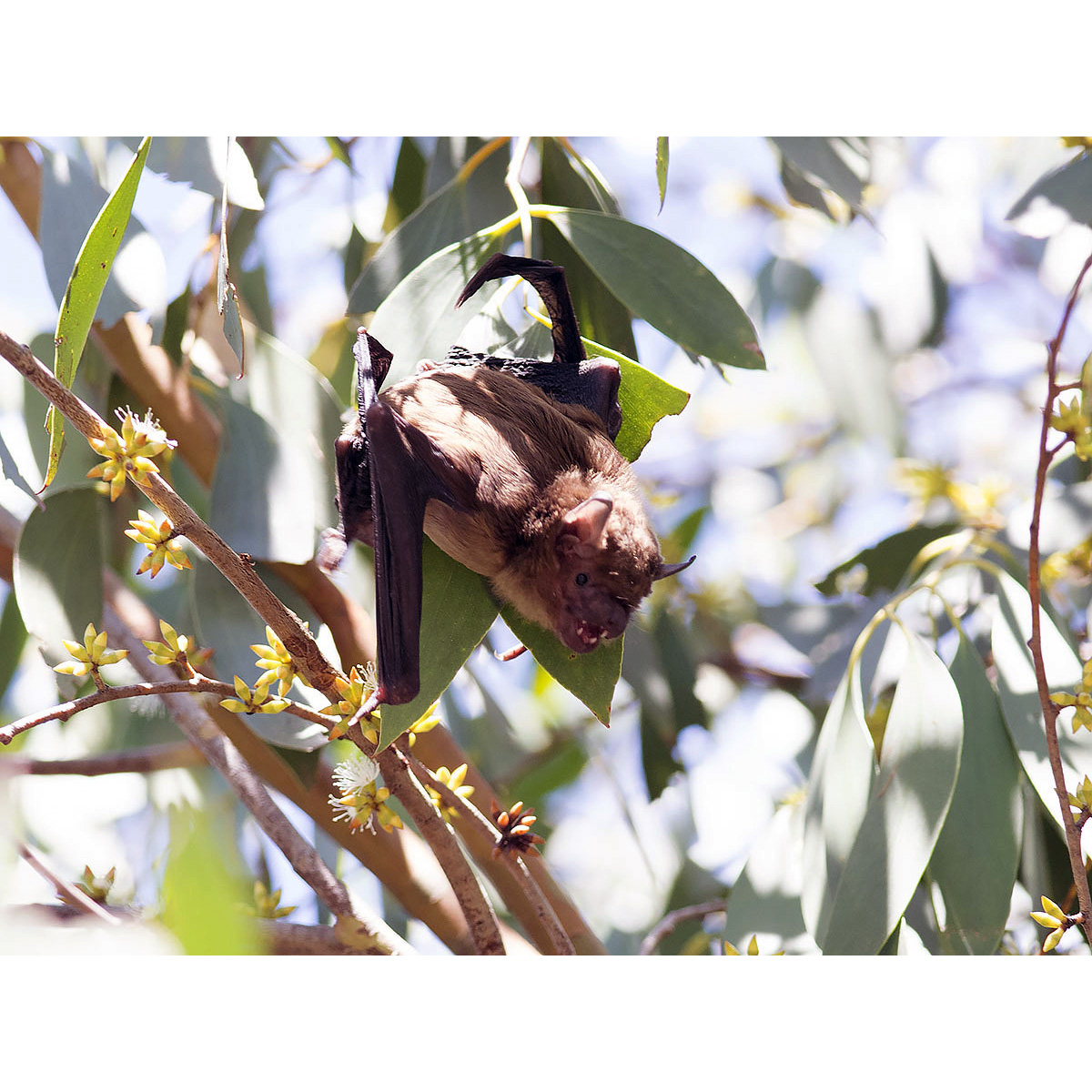 Eastern False Pipistrelle (Falsistrellus tasmaniensis) Фото №7