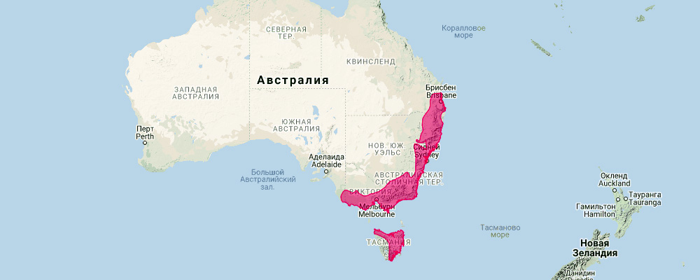 Eastern False Pipistrelle (Falsistrellus tasmaniensis) Ареал обитания на карте