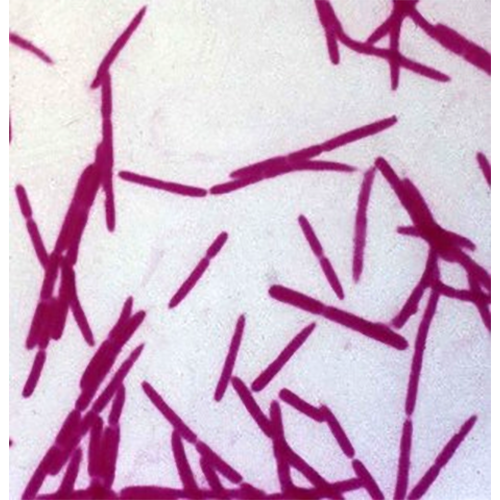 Род Fusobacteria фото