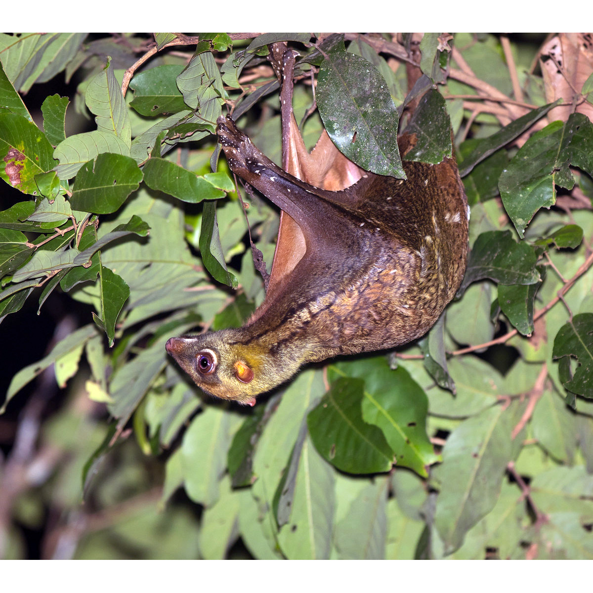 Малайский шерстокрыл (Galeopterus variegatus) Фото №4