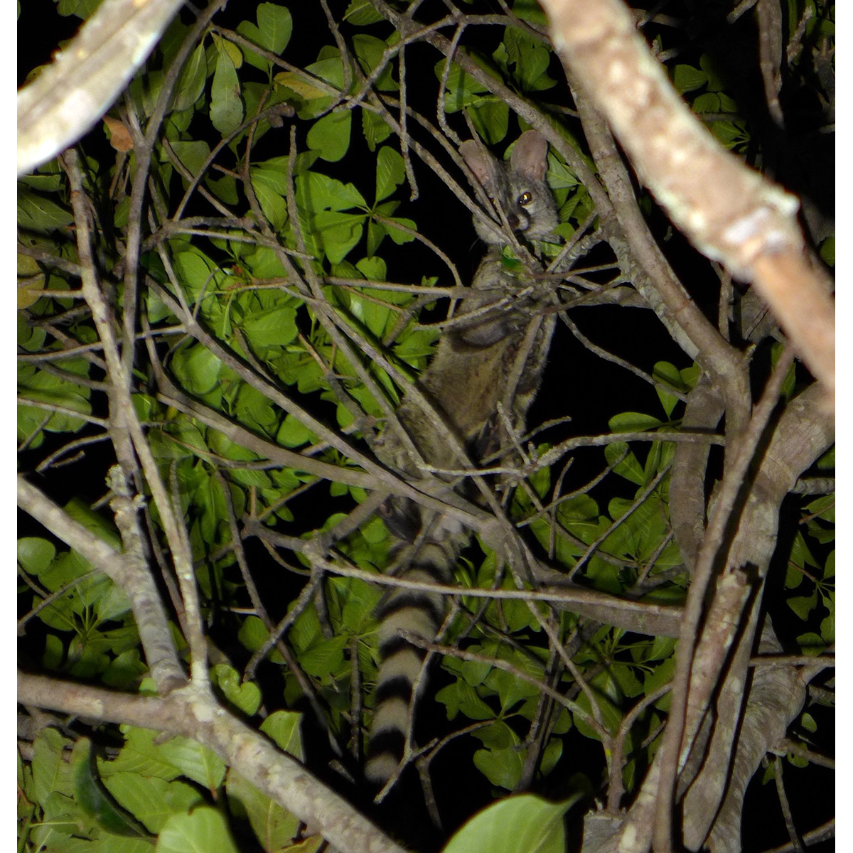Ангольская генета (Genetta angolensis) Фото №6