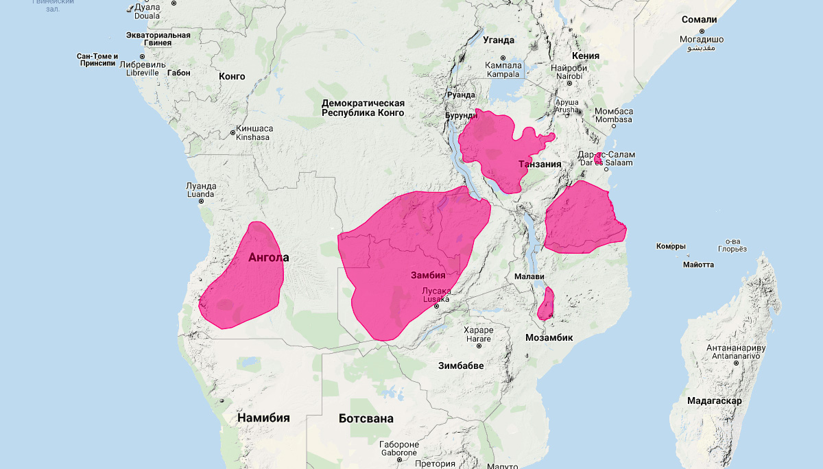 Ангольская генета (Genetta angolensis) Ареал обитания на карте
