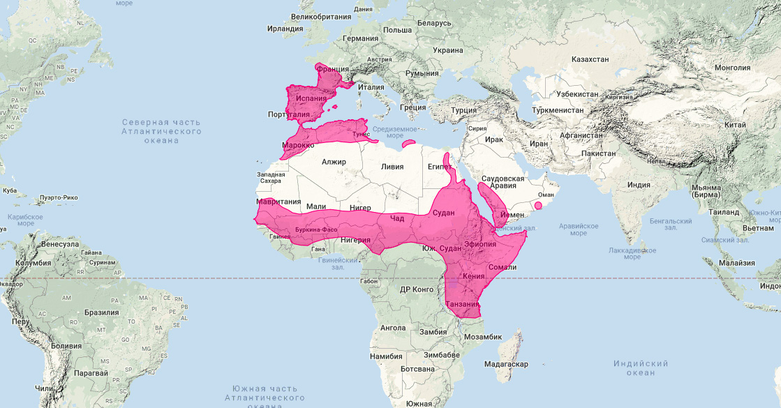 Обыкновенная генета (Genetta genetta) Ареал обитания на карте