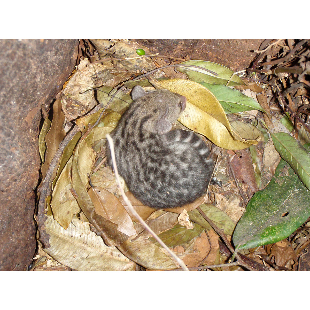 Серваловая генета (Genetta servalina) Фото №8