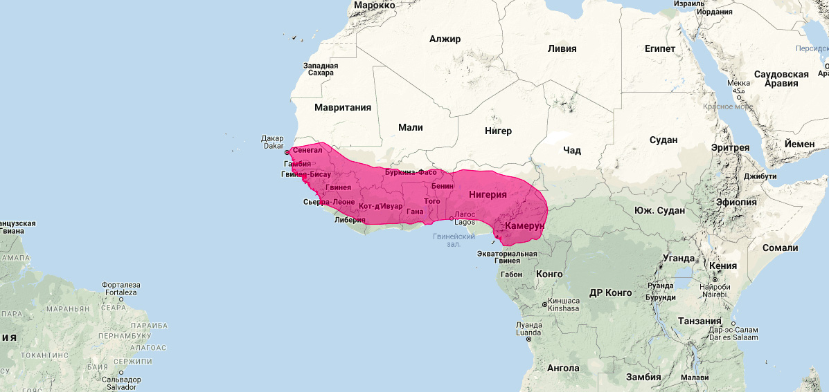 Западноафриканская генетта (Genetta thierryi) Ареал обитания на карте