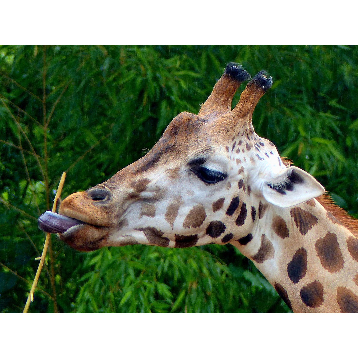Giraffa camelopardalis Фото №10