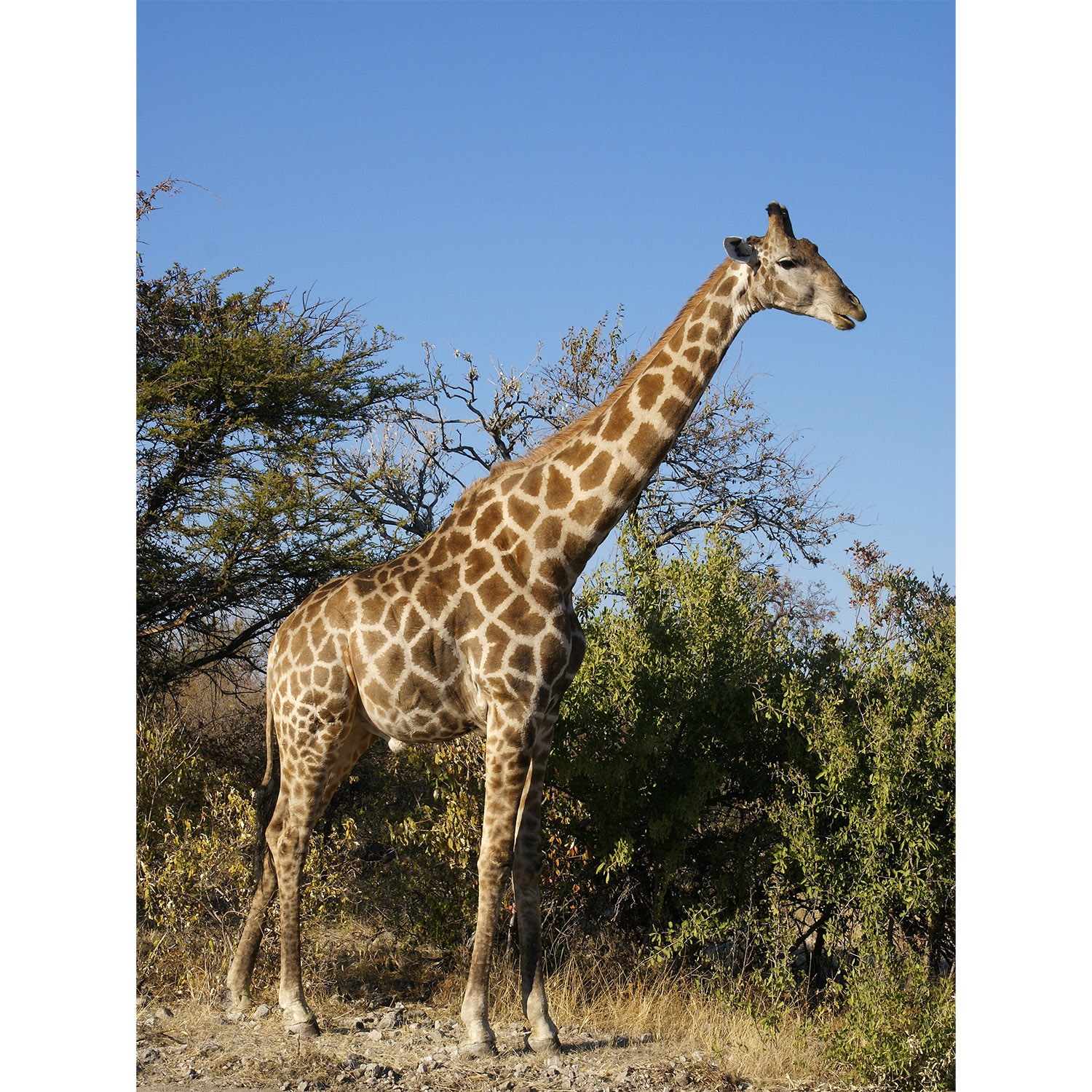Giraffa camelopardalis Фото №2