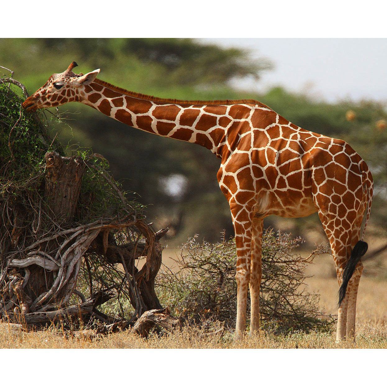 Giraffa camelopardalis Фото №3
