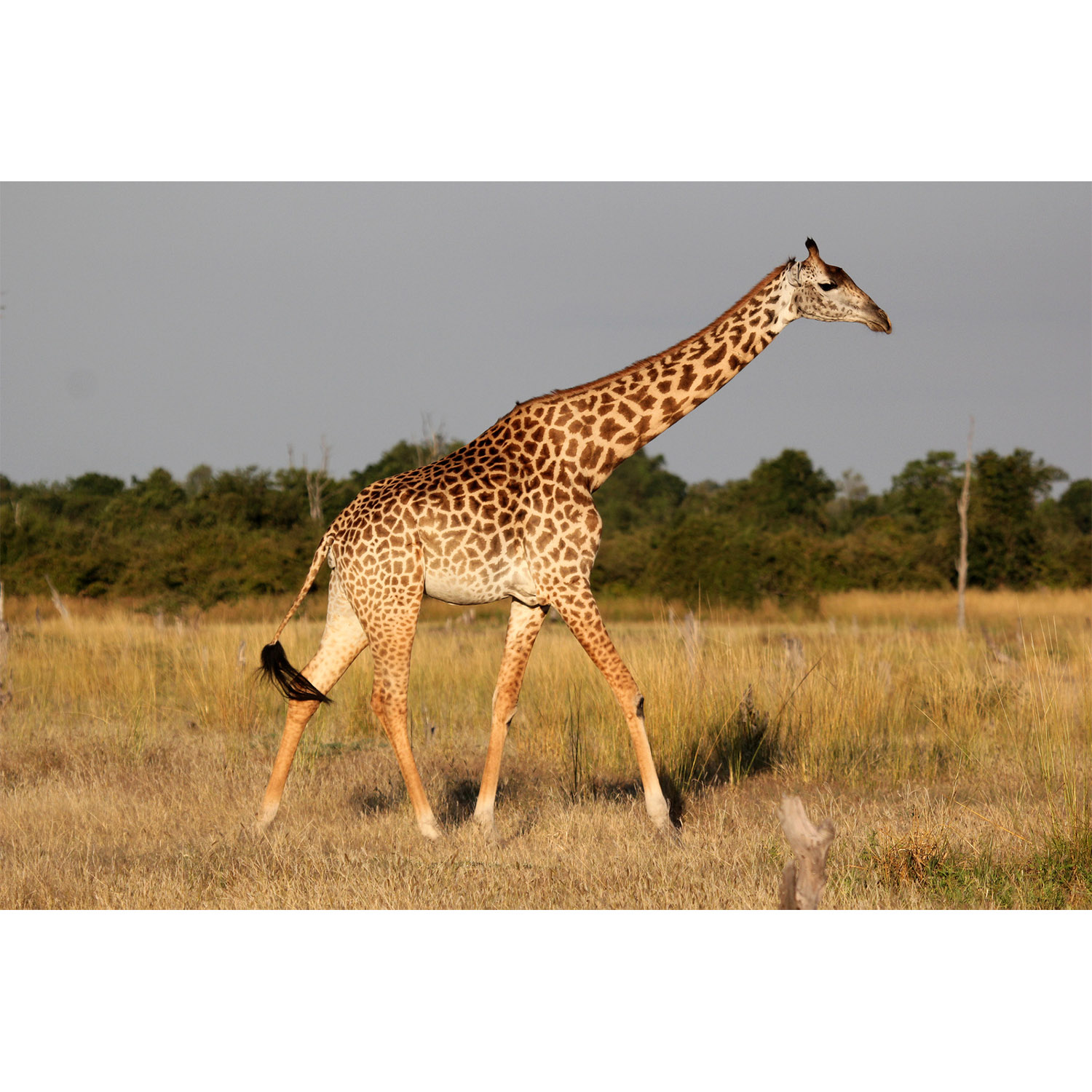 Giraffa camelopardalis Фото №4