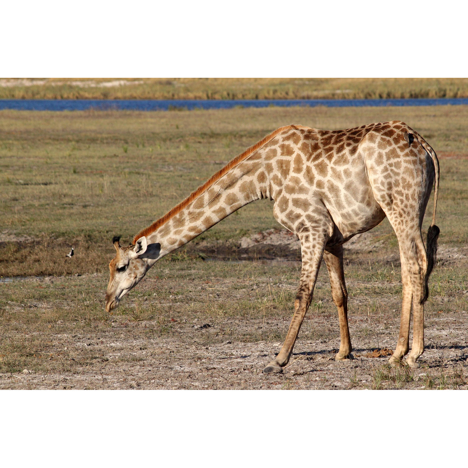 Giraffa camelopardalis Фото №5