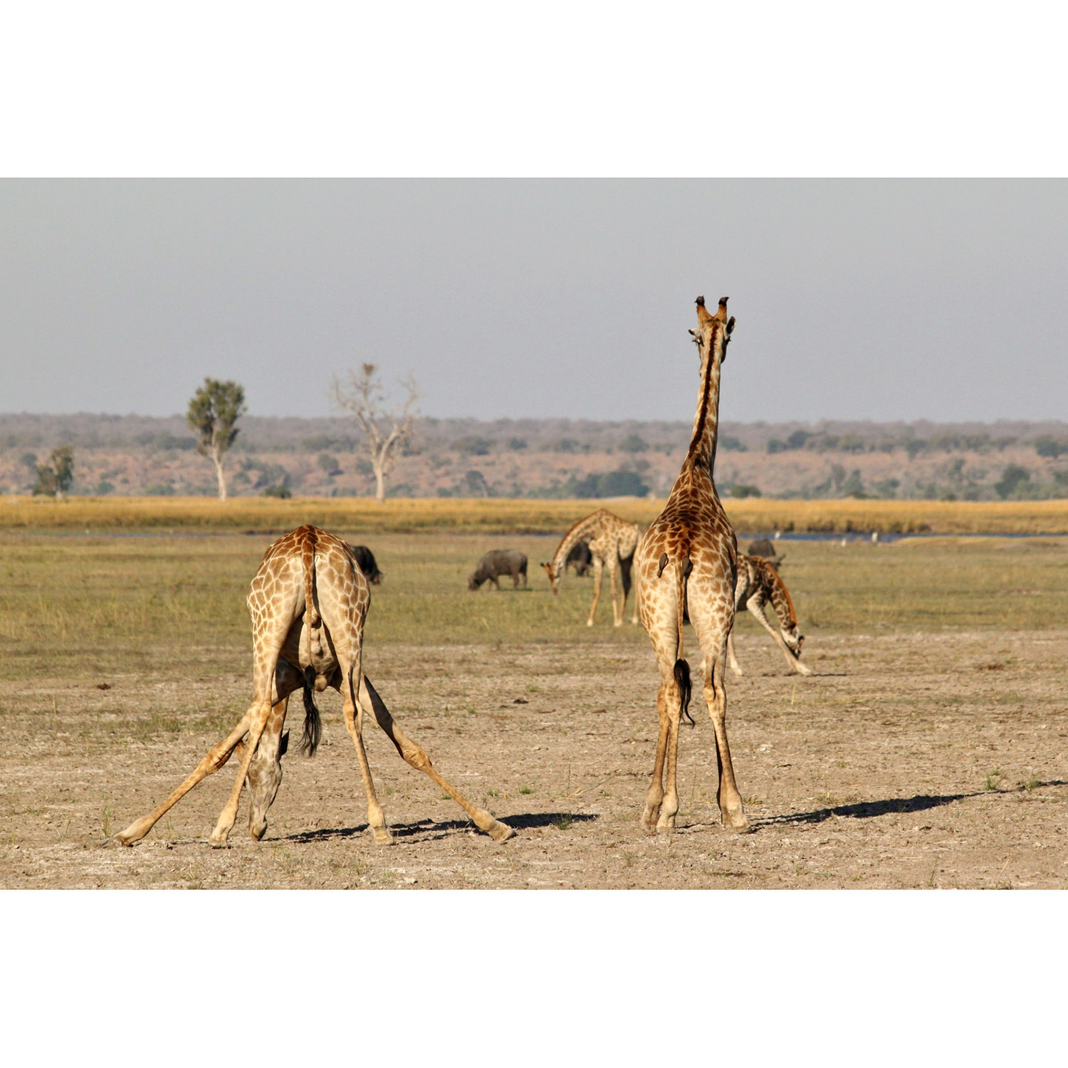 Giraffa camelopardalis Фото №7