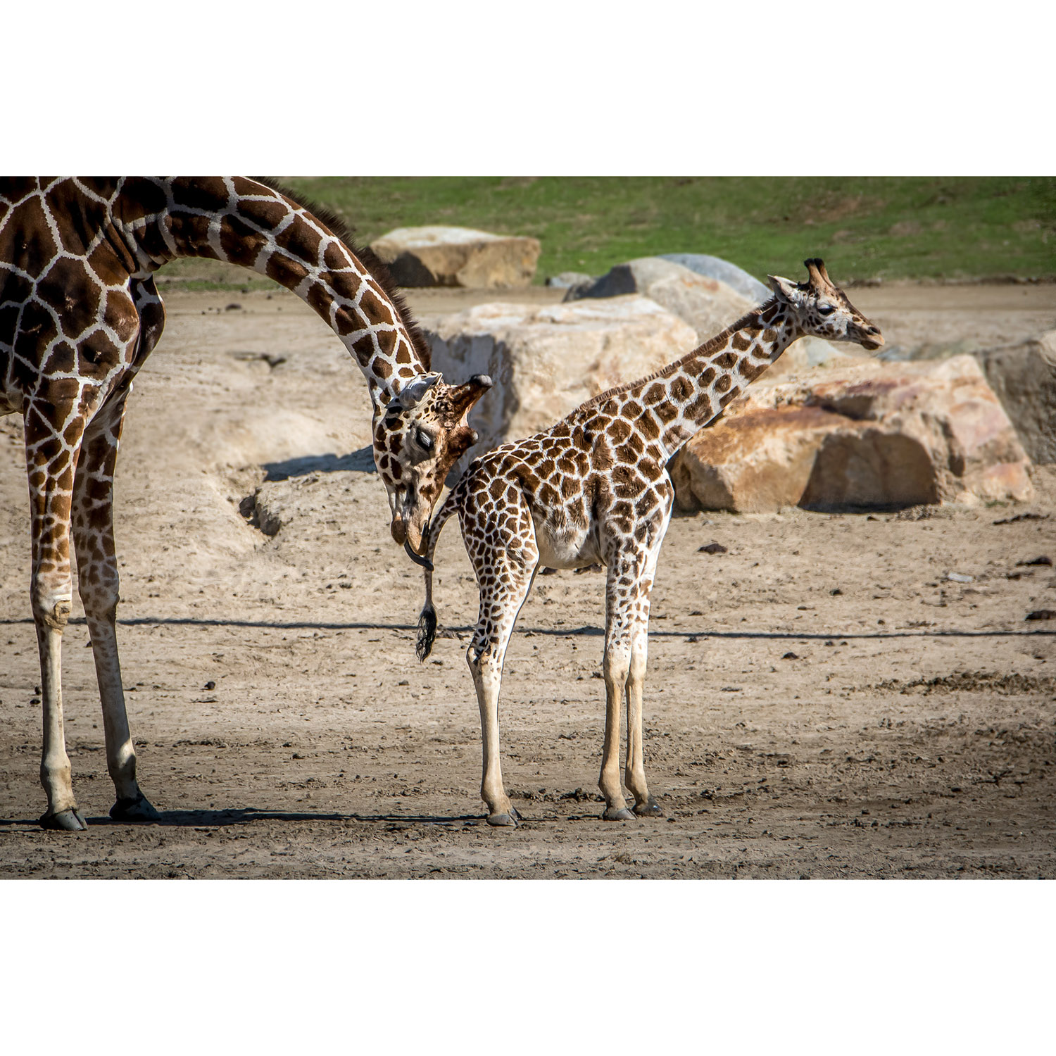 Giraffa camelopardalis Фото №8