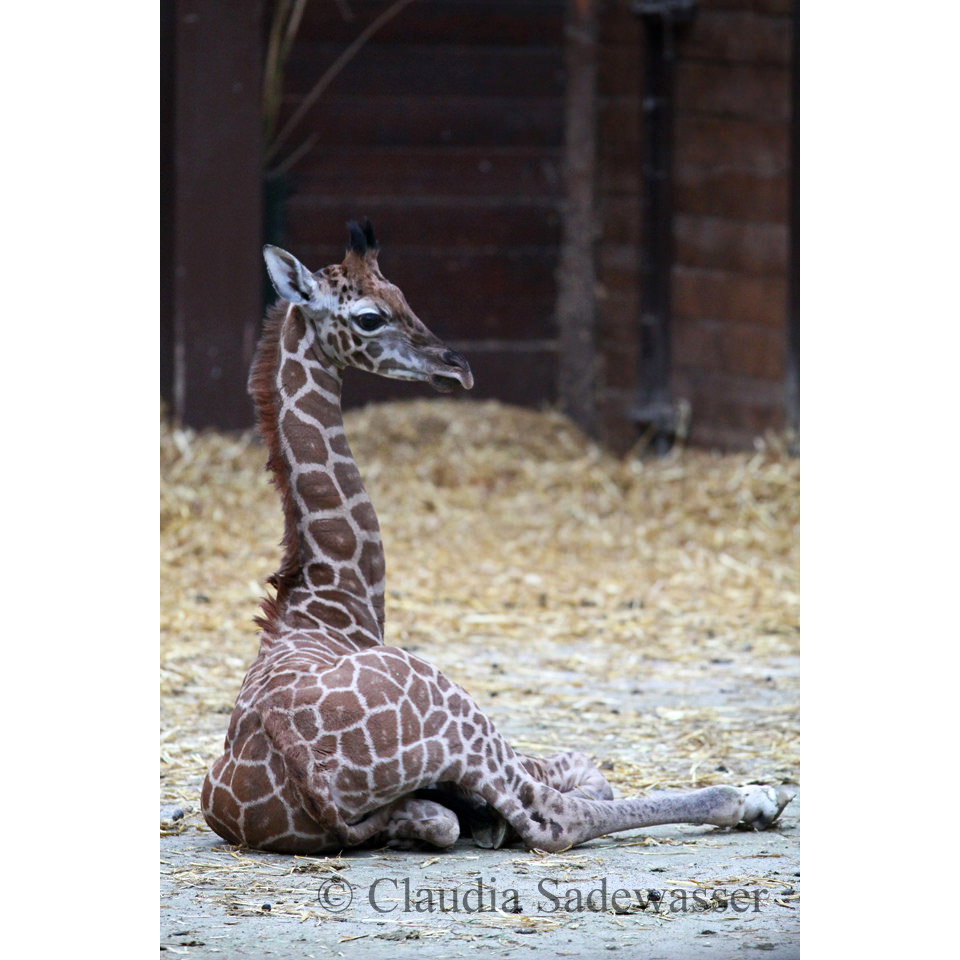 Giraffa camelopardalis Фото №9