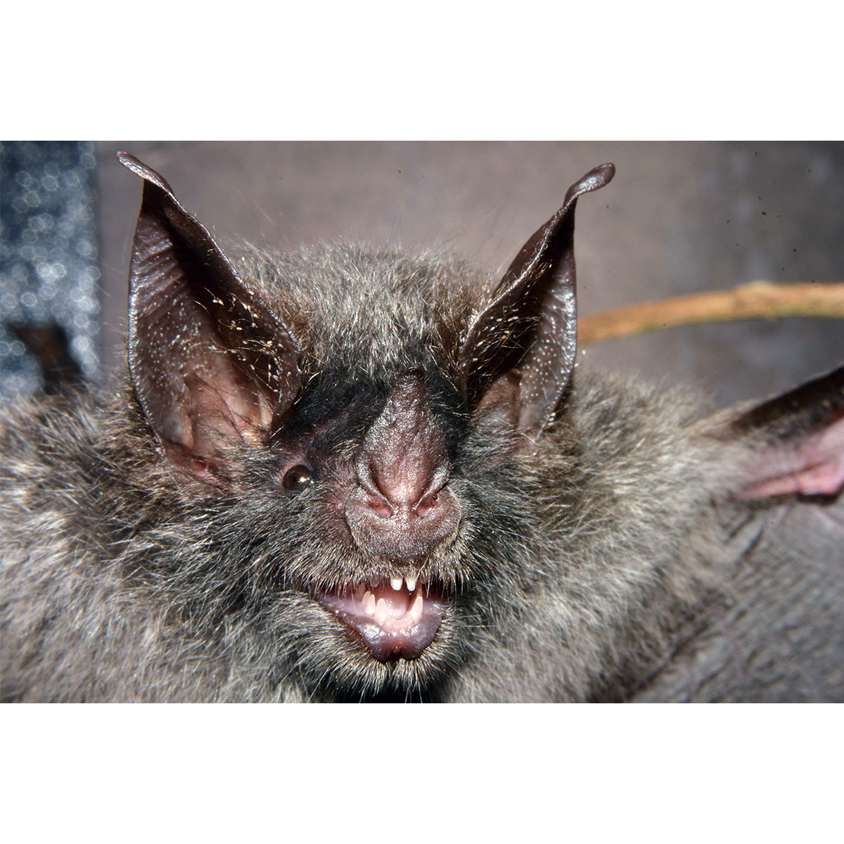 Graybeard Bat (Glyphonycteris daviesi) Фото №10