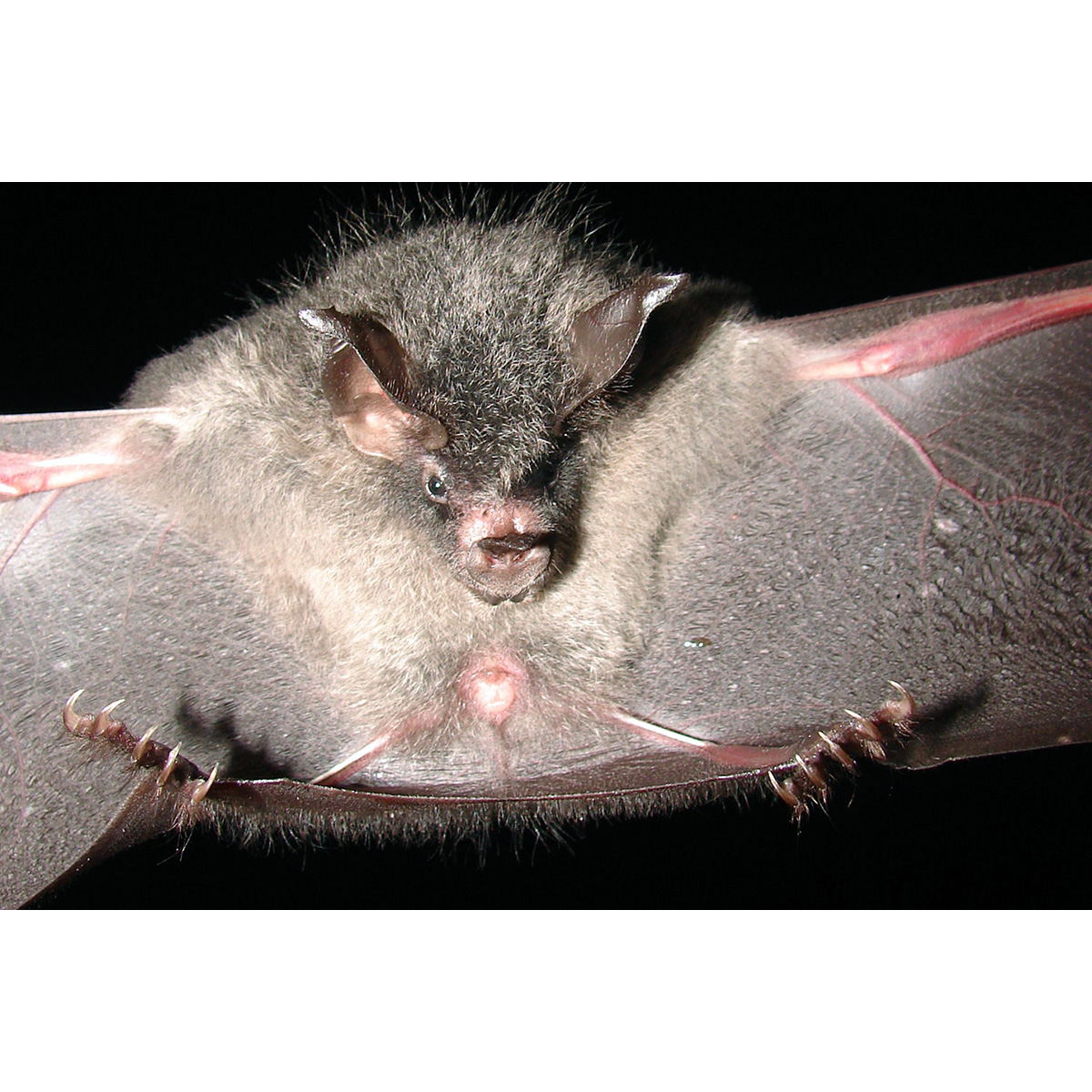 Graybeard Bat (Glyphonycteris daviesi) Фото №2