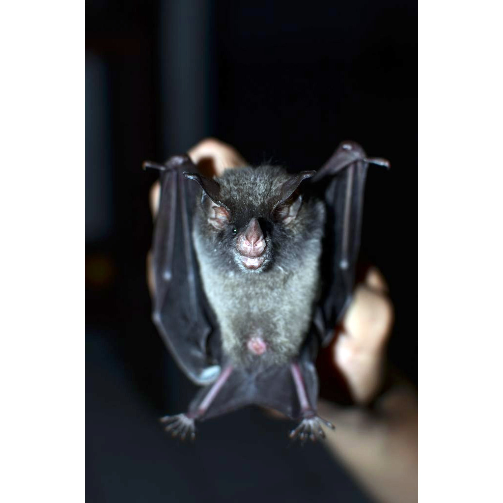 Graybeard Bat (Glyphonycteris daviesi) Фото №3