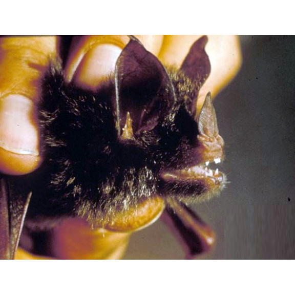Graybeard Bat (Glyphonycteris daviesi) Фото №4