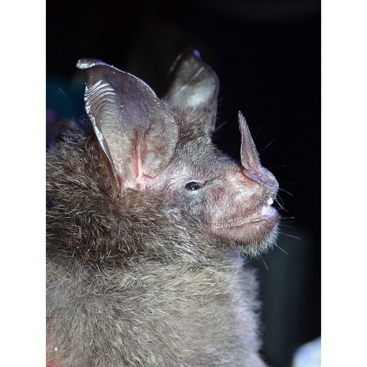 Graybeard Bat (Glyphonycteris daviesi) Фото №5