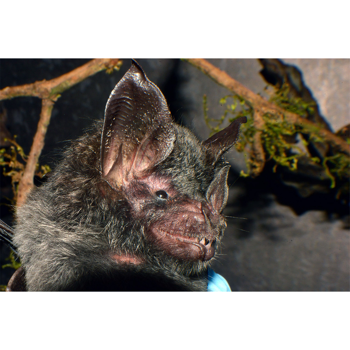Graybeard Bat (Glyphonycteris daviesi) Фото №6