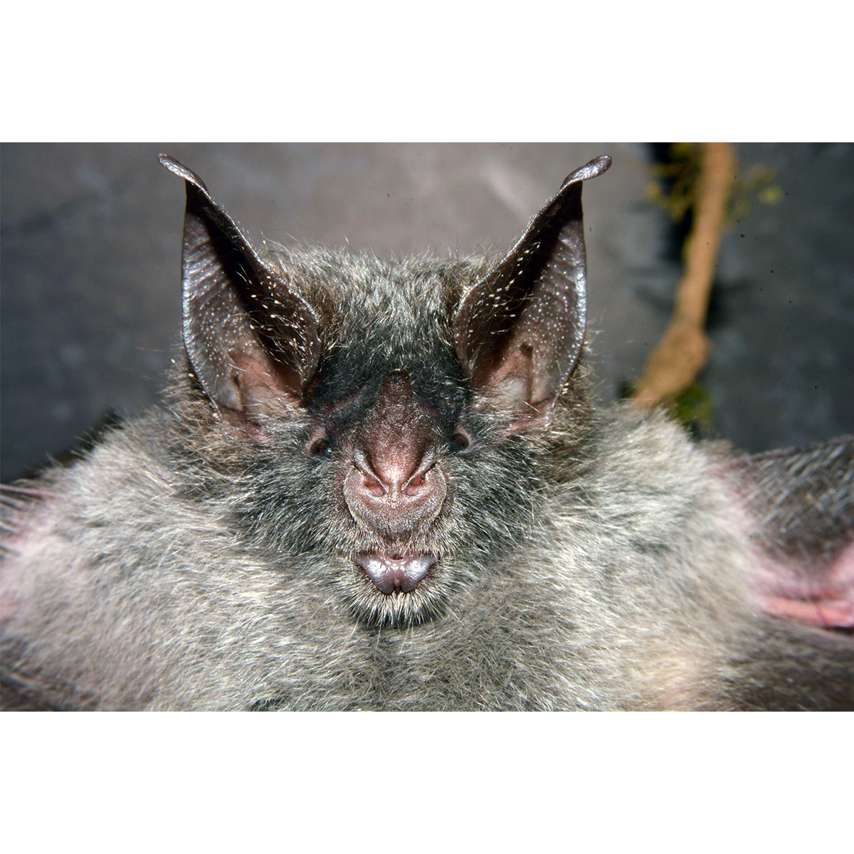 Graybeard Bat (Glyphonycteris daviesi) Фото №7