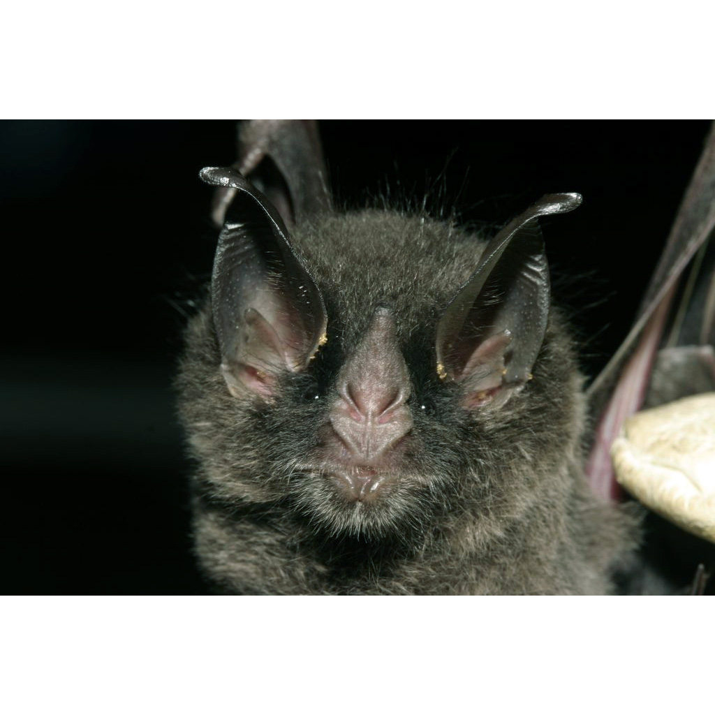 Graybeard Bat (Glyphonycteris daviesi) Фото №8