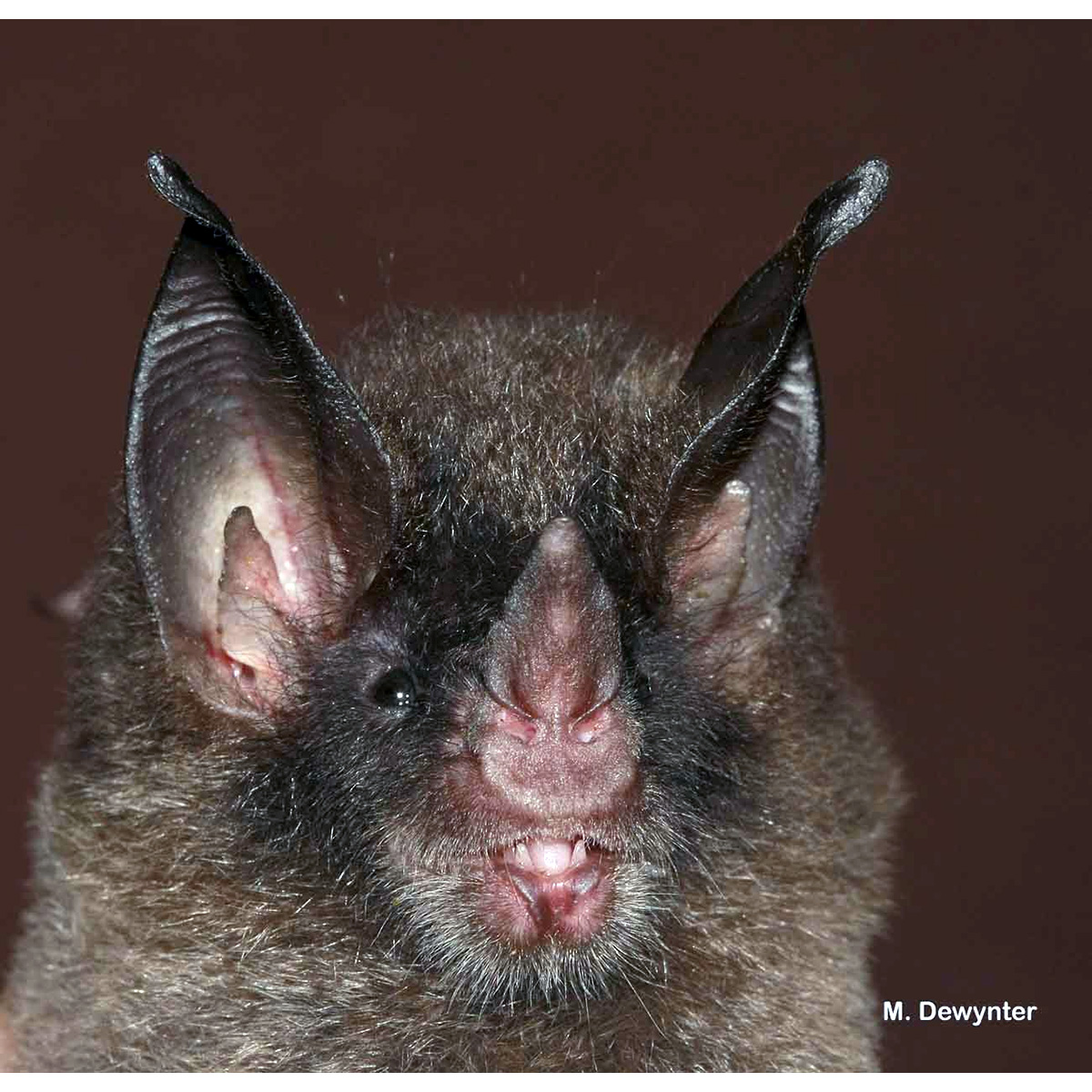 Graybeard Bat (Glyphonycteris daviesi) Фото №9