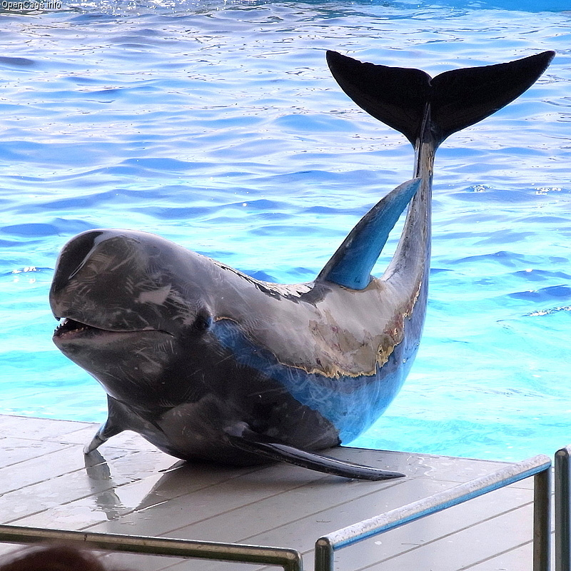 Серый дельфин (Grampus griseus) Фото №10
