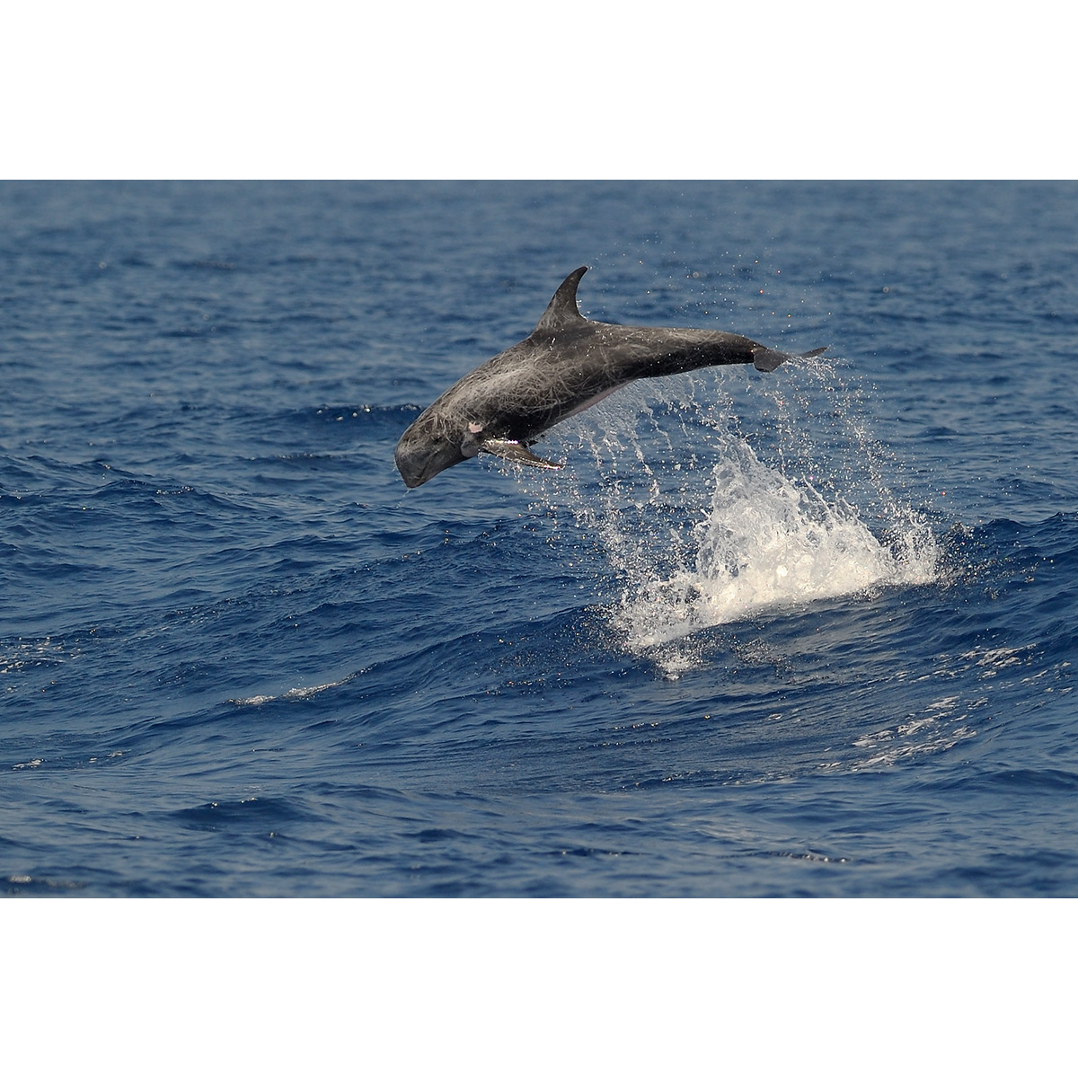Серый дельфин (Grampus griseus) Фото №2