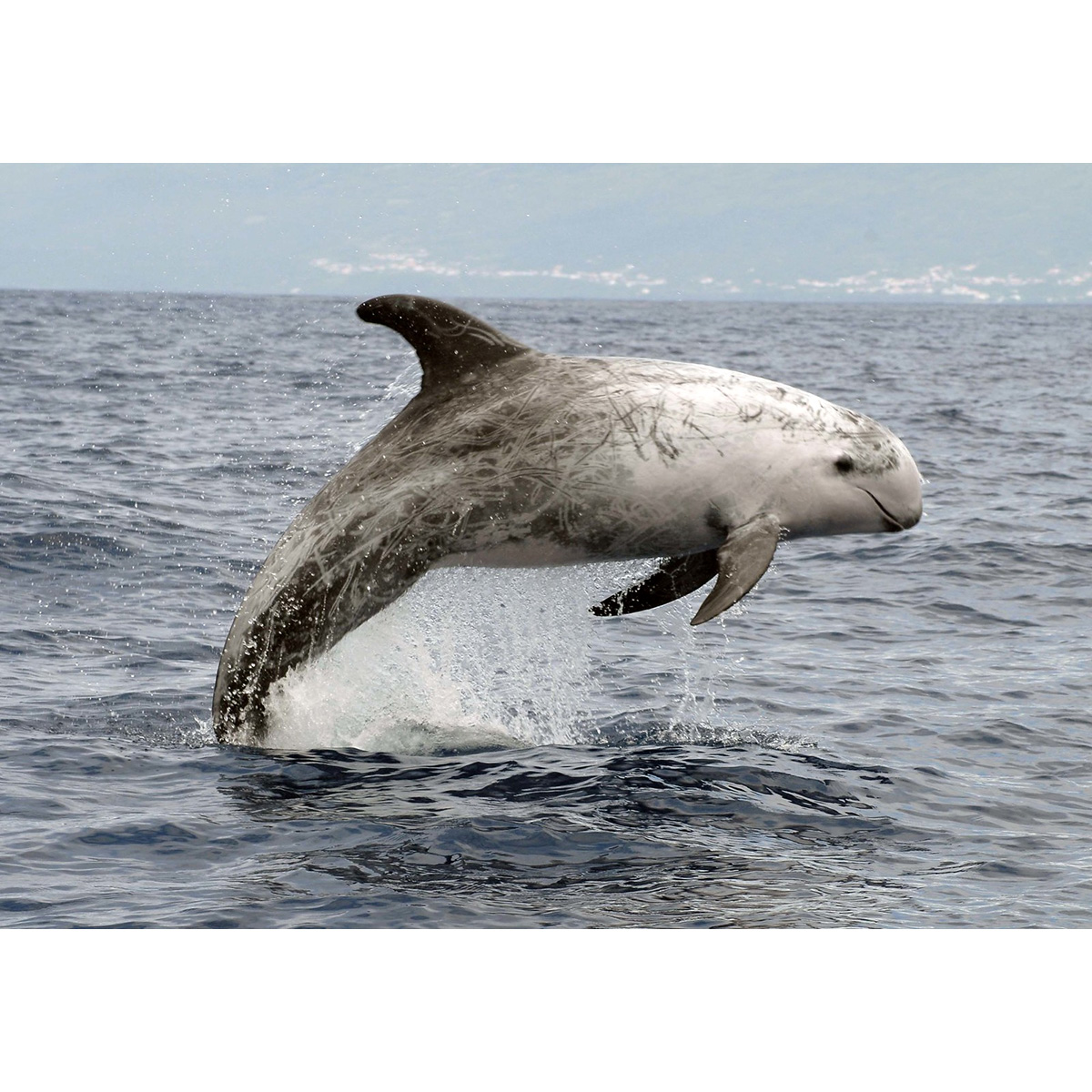 Серый дельфин (Grampus griseus) Фото №3