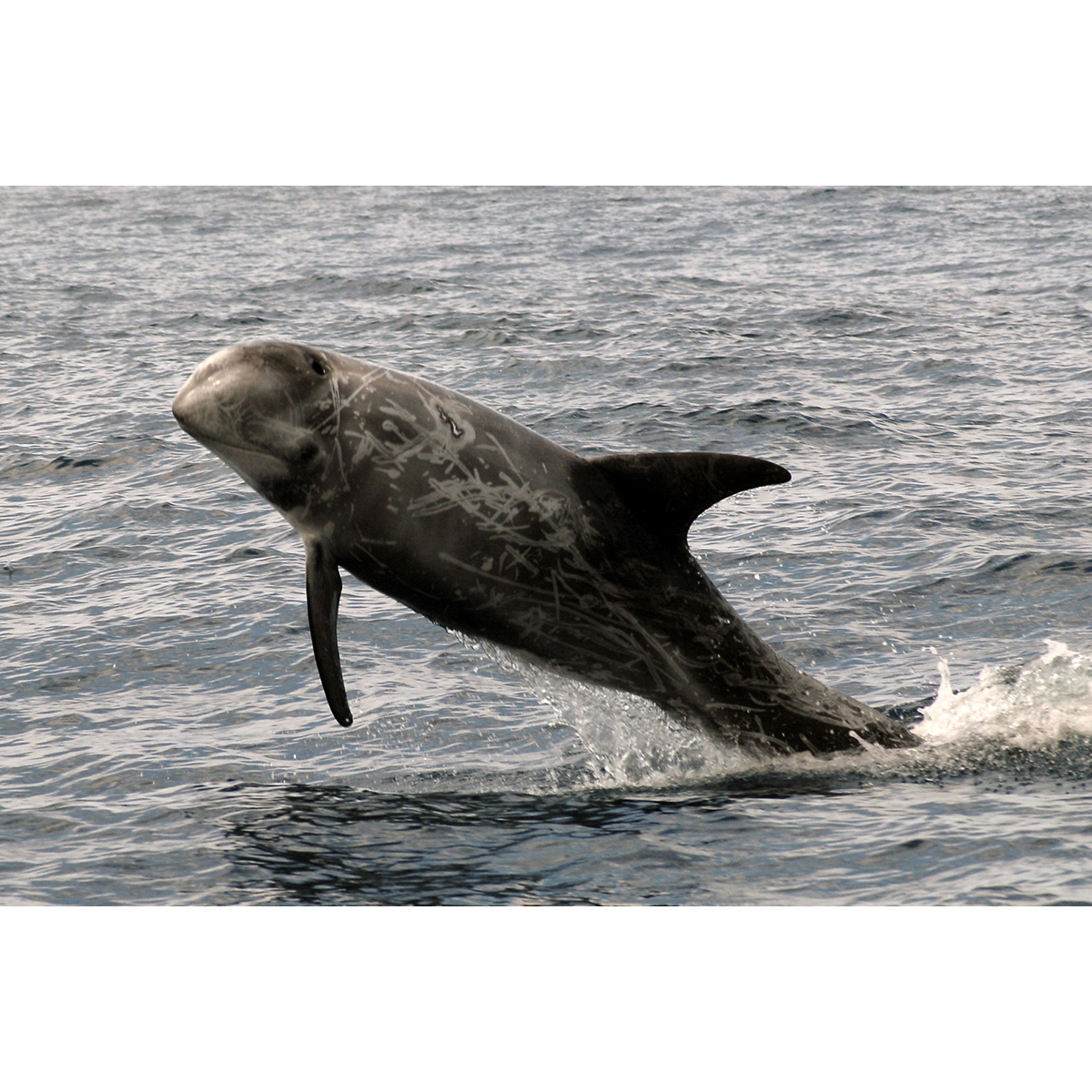 Серый дельфин (Grampus griseus) Фото №4