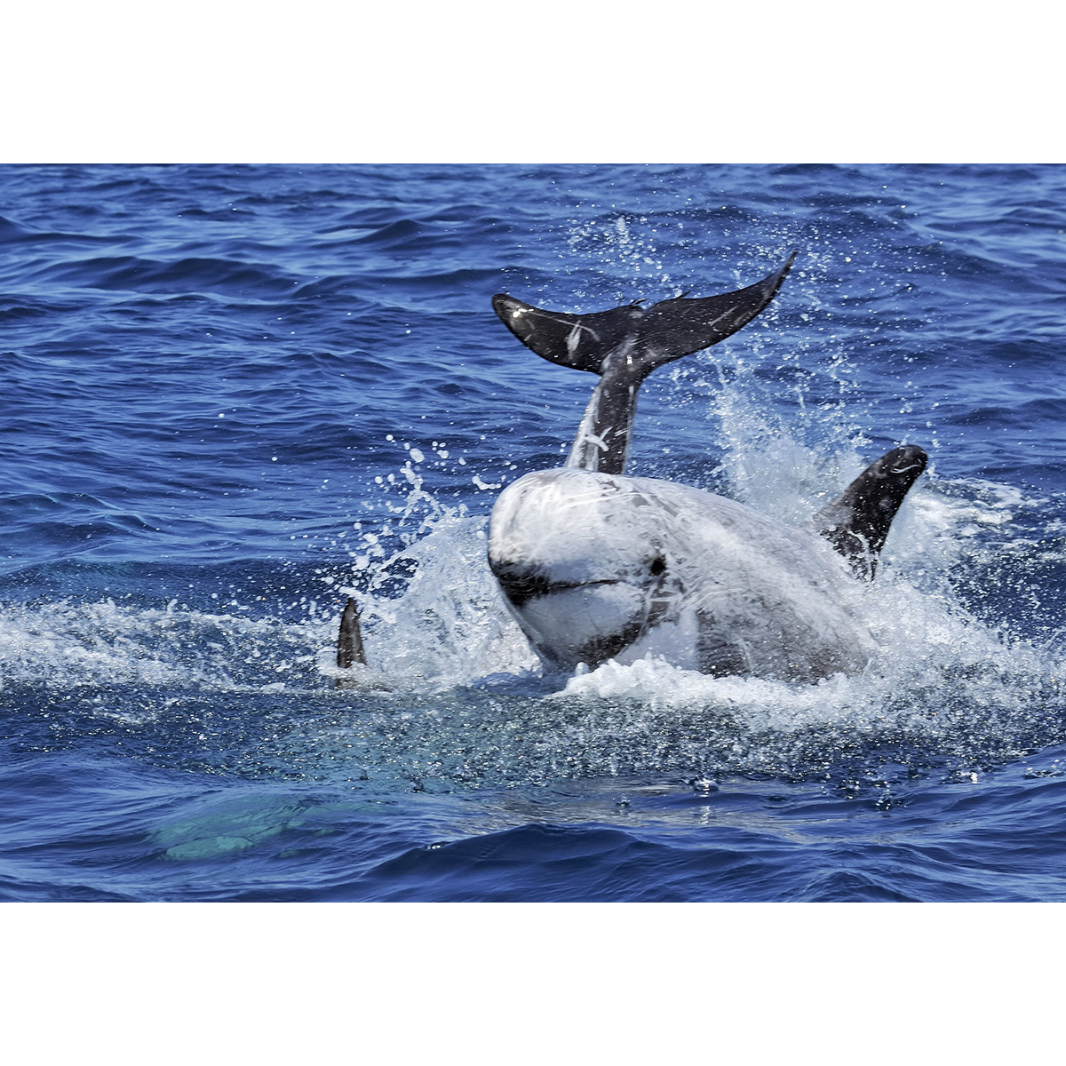 Серый дельфин (Grampus griseus) Фото №5