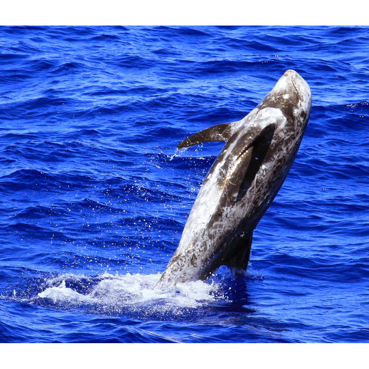 Серый дельфин (Grampus griseus) Фото №6