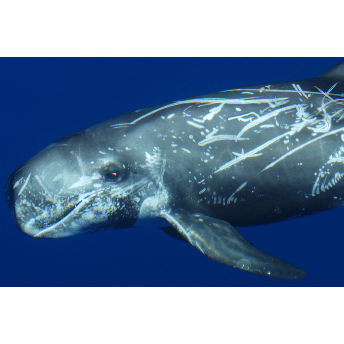 Серый дельфин (Grampus griseus) Фото №7