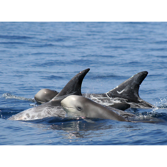 Серый дельфин (Grampus griseus) Фото №8
