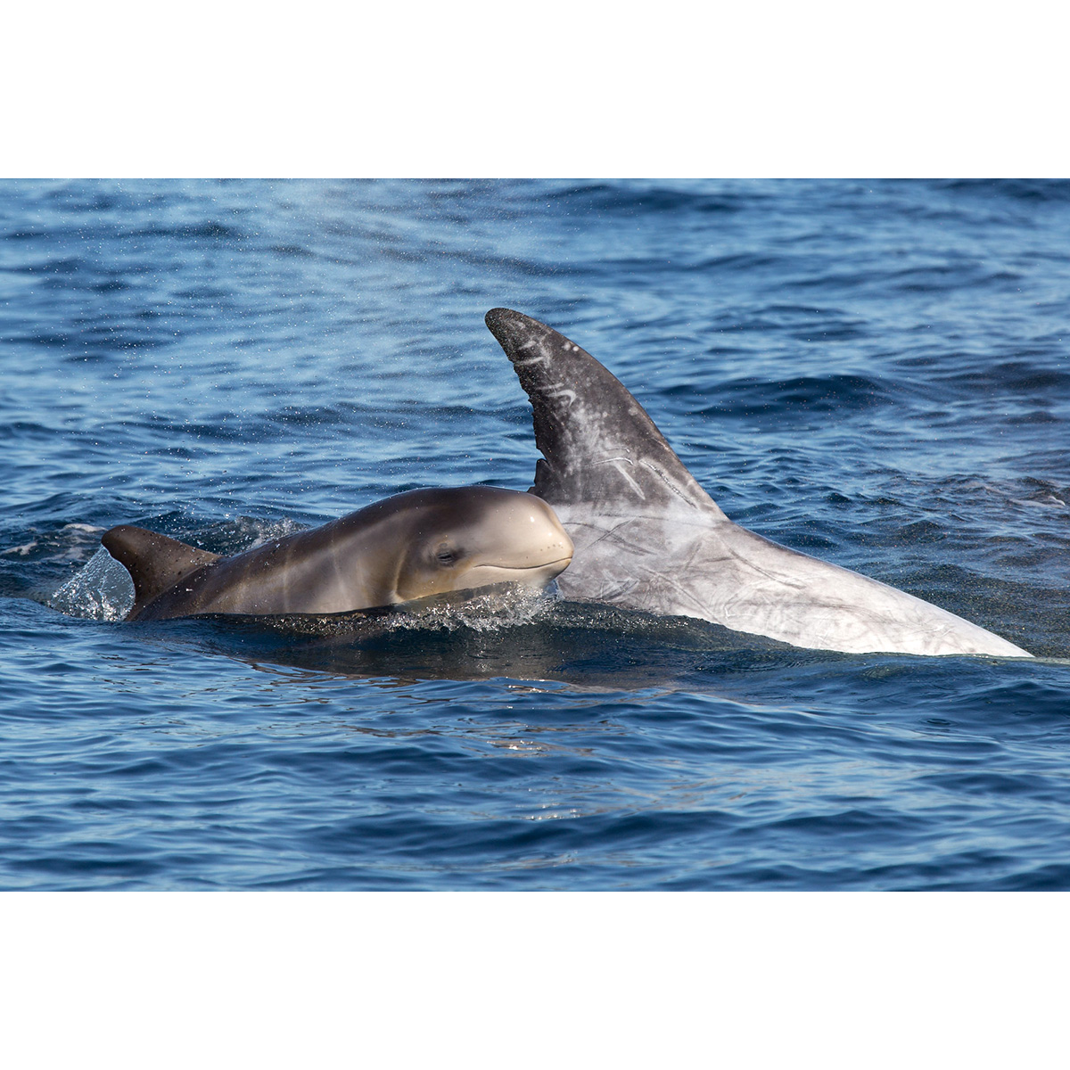 Серый дельфин (Grampus griseus) Фото №9