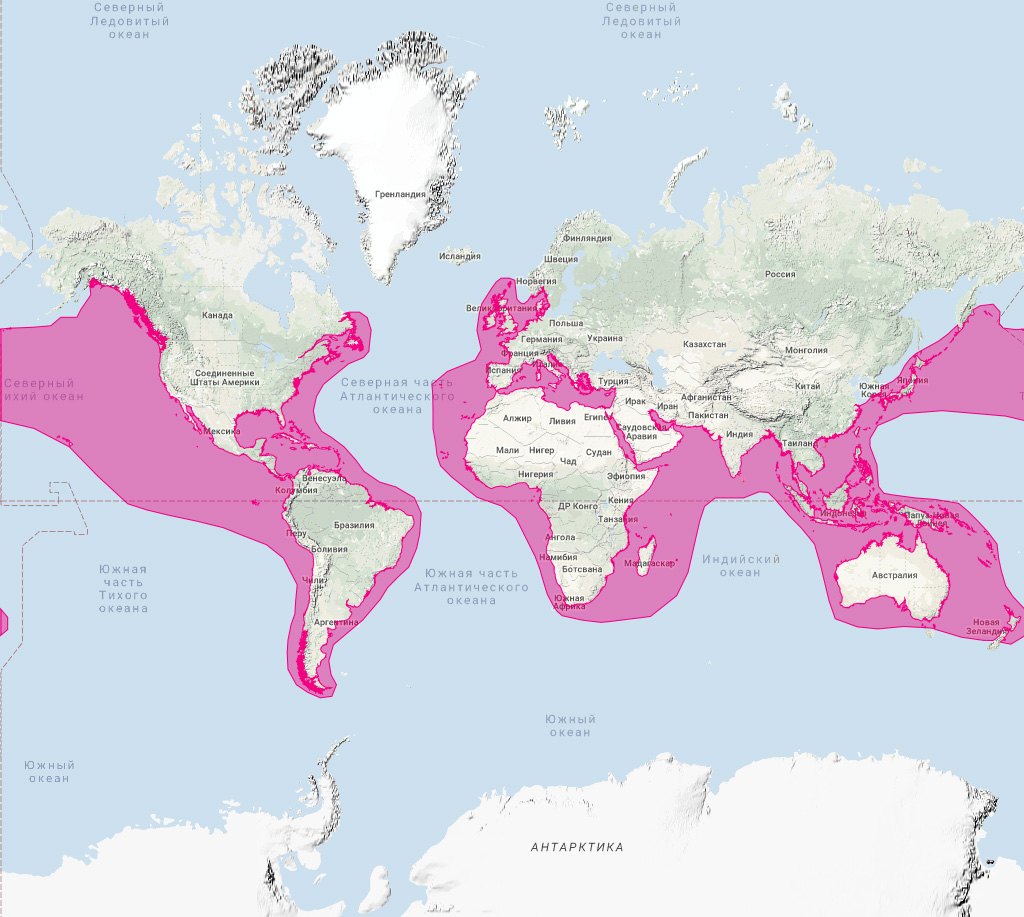 Серый дельфин (Grampus griseus) Ареал обитания на карте