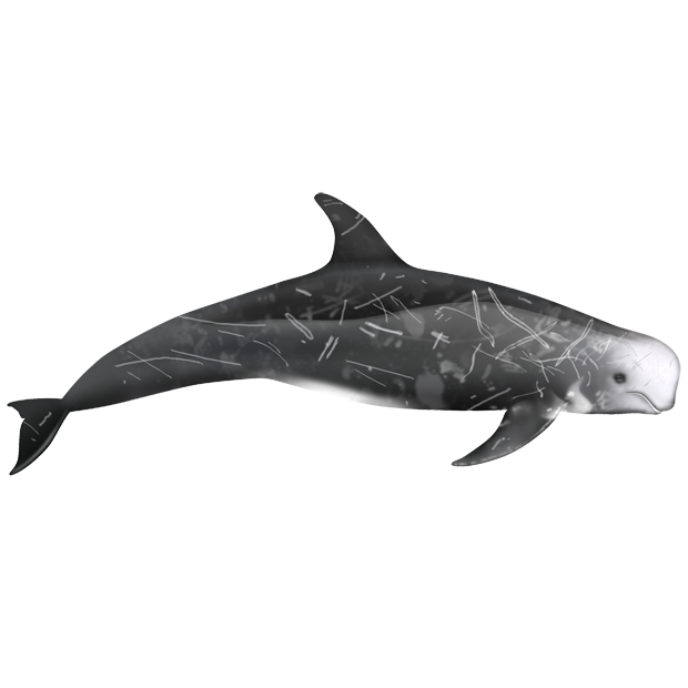 Серый дельфин (Grampus griseus) Фото №1