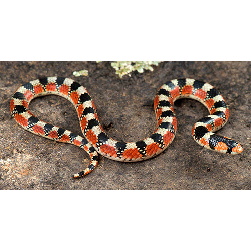  Род Американские крючконосые змеи  фото