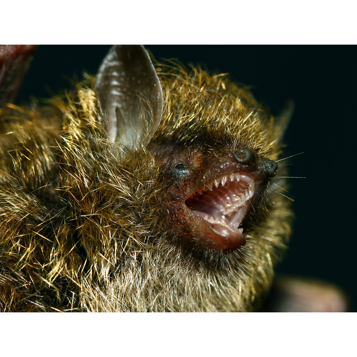Golden Tipped Tube Nosed Bat (Harpiola isodon) Фото №10