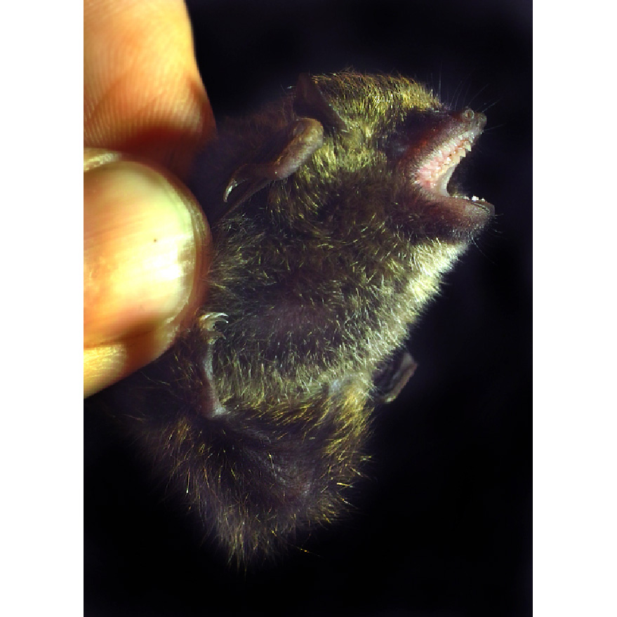 Golden Tipped Tube Nosed Bat (Harpiola isodon) Фото №5