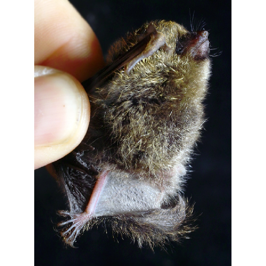 Golden Tipped Tube Nosed Bat (Harpiola isodon) Фото №6
