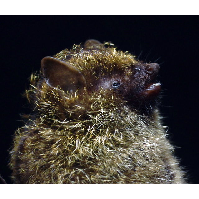 Golden Tipped Tube Nosed Bat (Harpiola isodon) Фото №8