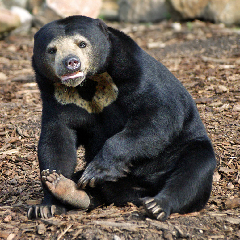 Малайский медведь (Helarctos malayanus) Фото №3