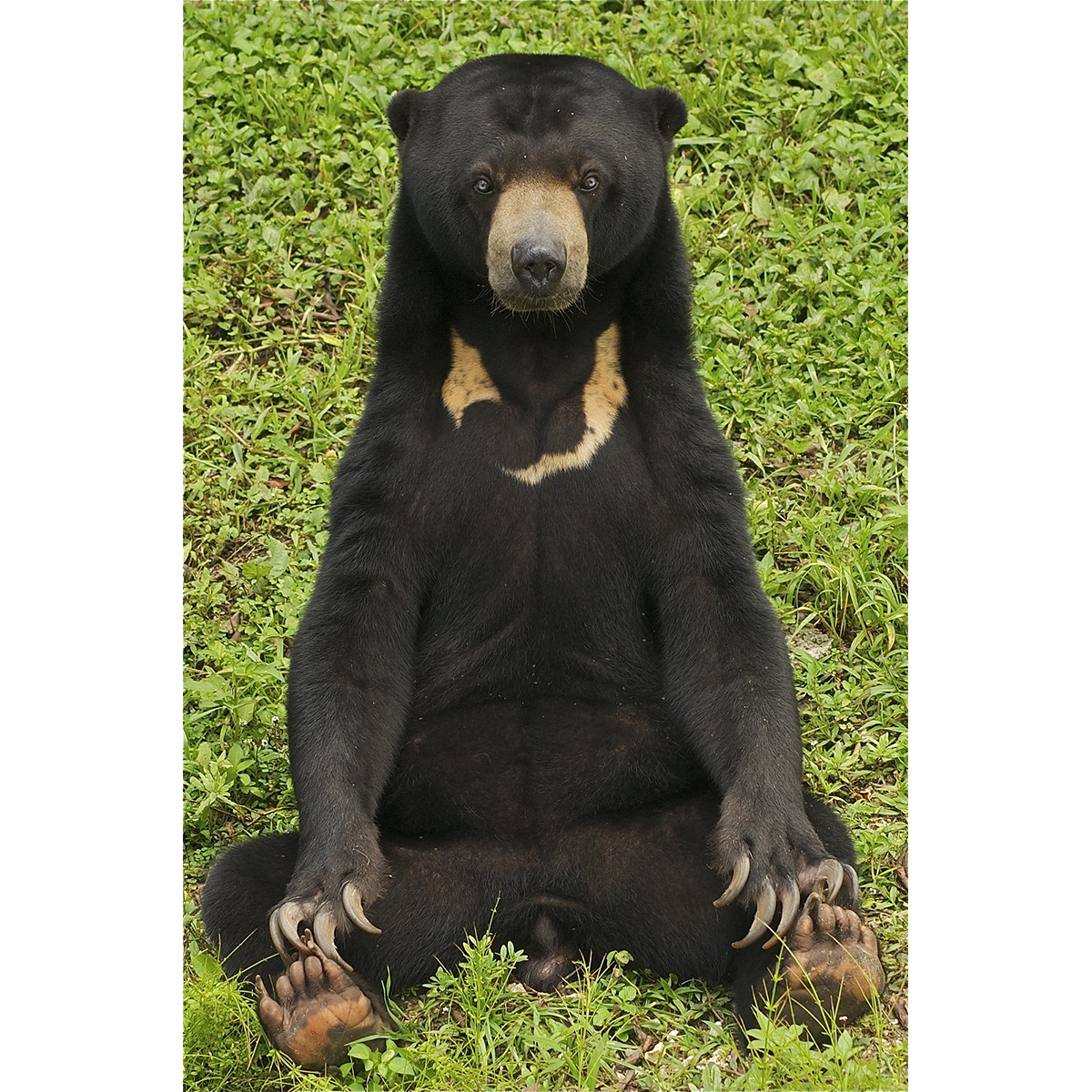 Малайский медведь (Helarctos malayanus) Фото №5